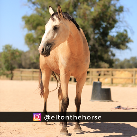 akhal-teke-buckskin