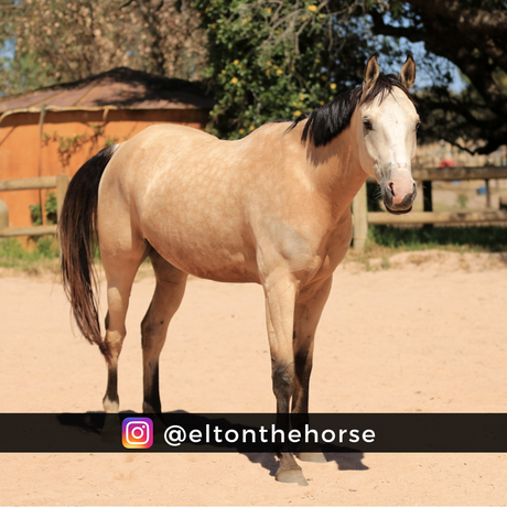 buckskin-filly-for-sale