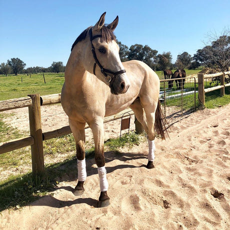 horse-tack-warehouse