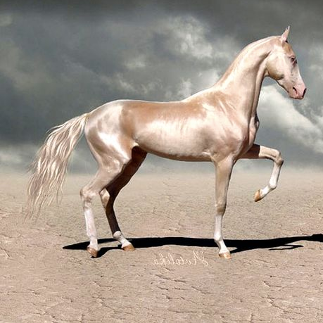 the-most-beautiful-horse-in-the-world