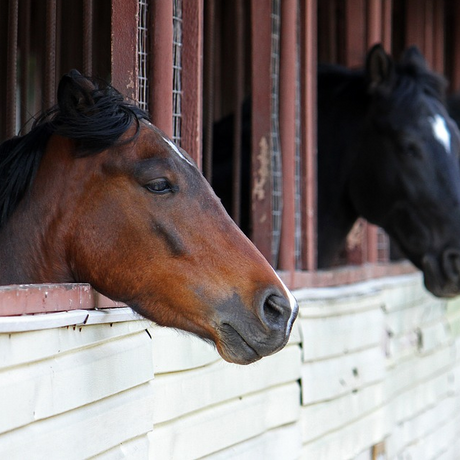 horse-agistment-sydney