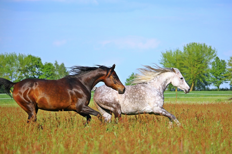 how-fast-can-an-arabian-horse-run