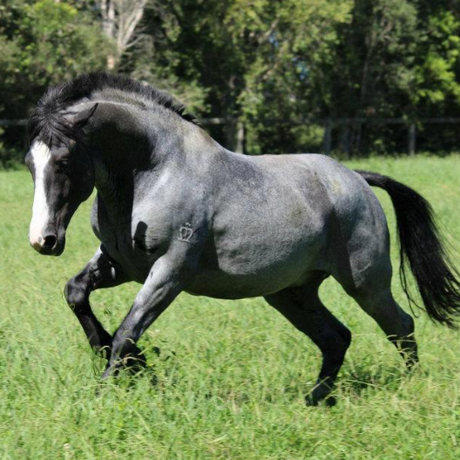 5 Facts You Didn't Know About The Waler Horse