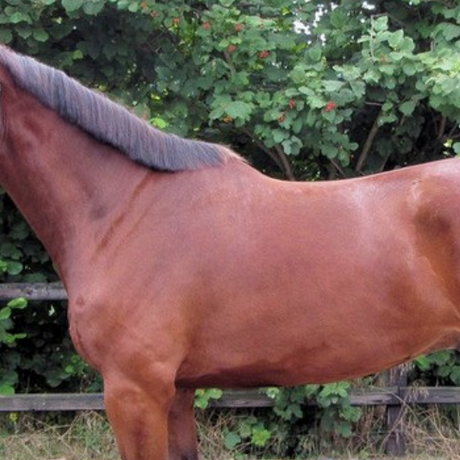 horse-feed-to-build-topline
