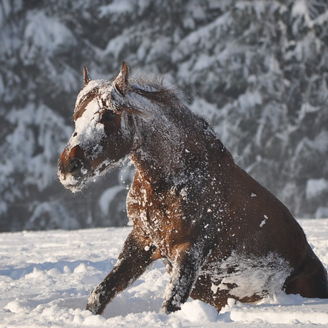 horse-rugging-temperatures