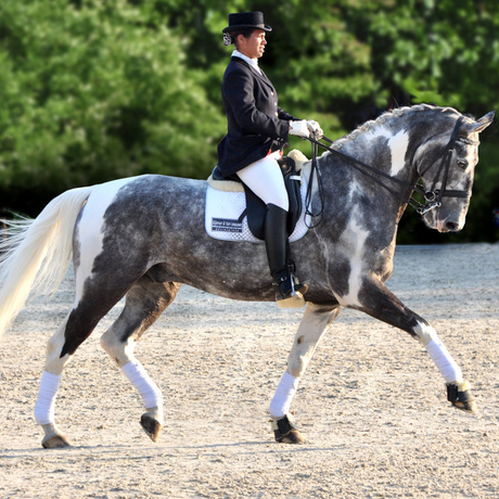 ea-dressage-tests