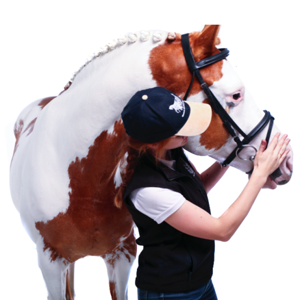 friesian-horse-tack