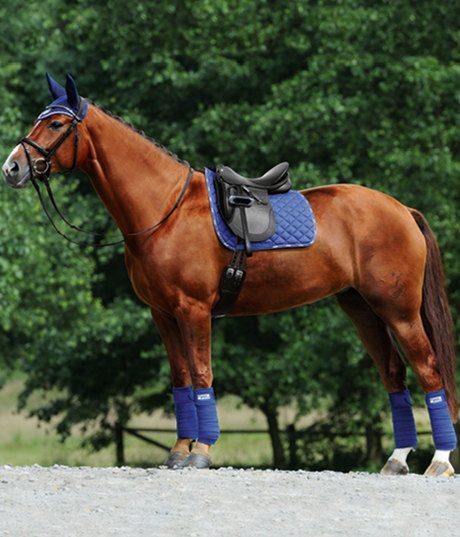 Why Use  A Bitless bridle