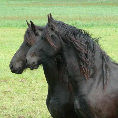 friesian-western-saddle